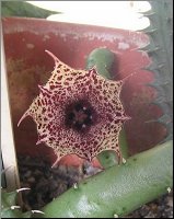 Huernia recondita tige  lisse